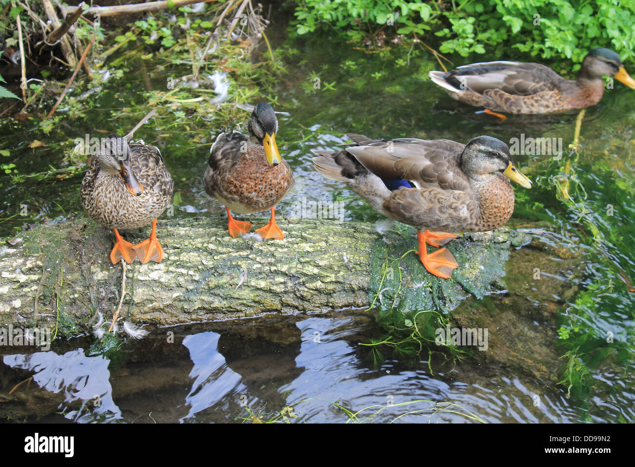 Femmina le anatre bastarde in piedi su un parzialmente sommerso log sul fiume Itchen, vicino Avington, Hampshire, Regno Unito Foto Stock
