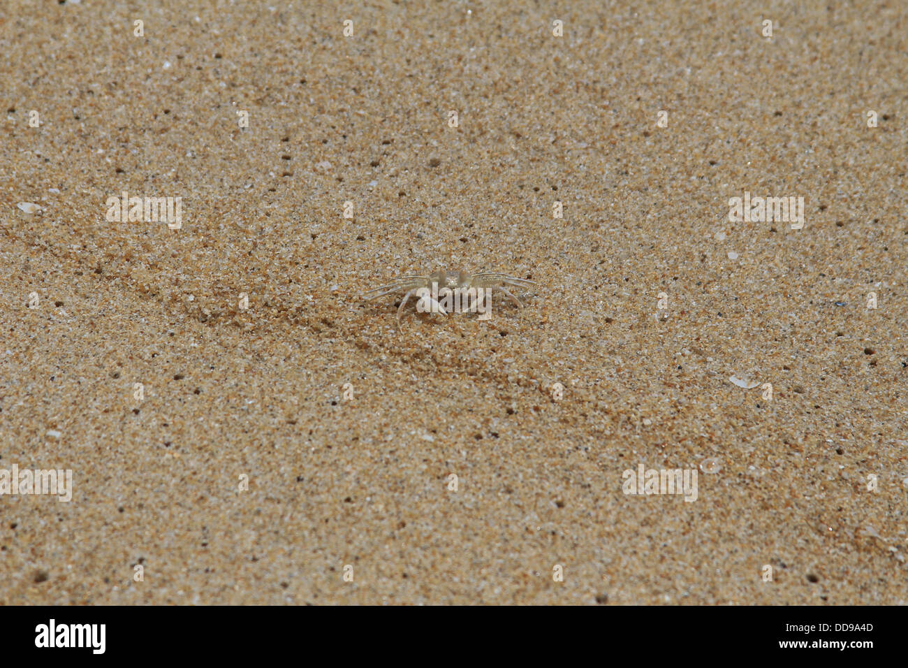 Un piccolo ragno granchio di mare sulla spiaggia Foto Stock