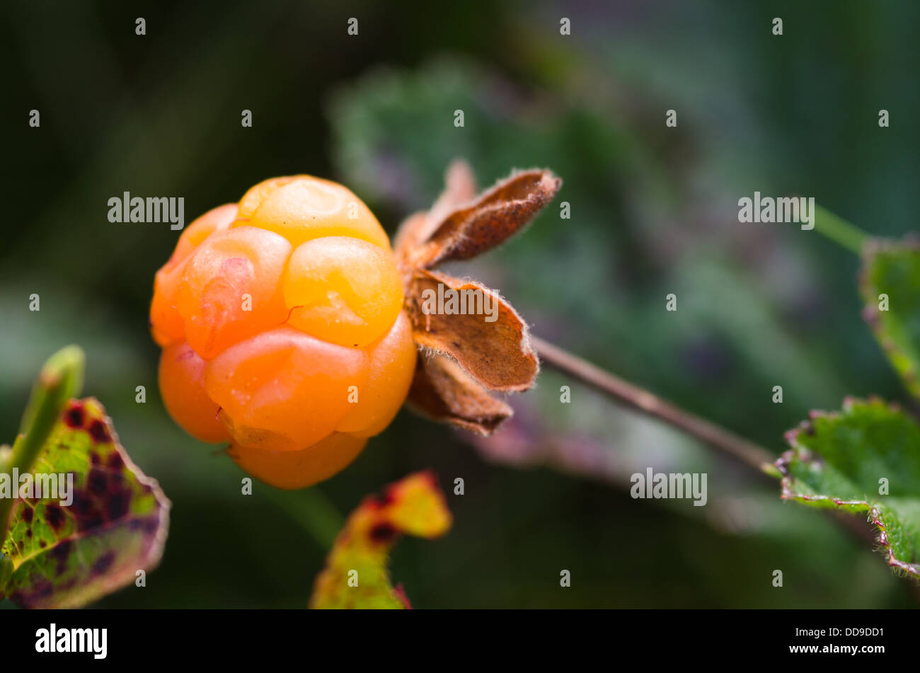 Il Cloud Berry - Rubus chamaemorus Foto Stock