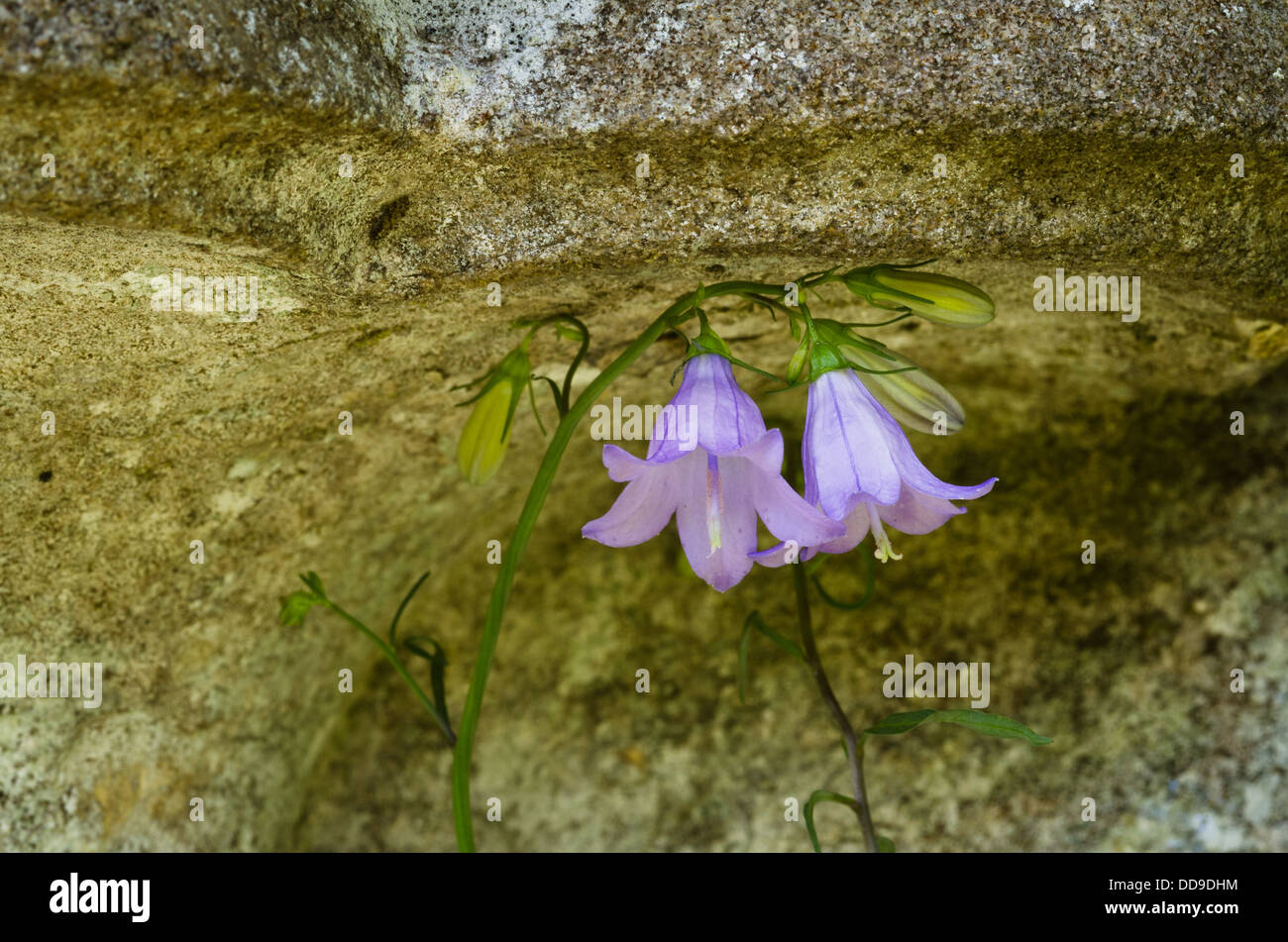 Harebell - campanula rotundifolia - cresce da un muro di pietra Foto Stock