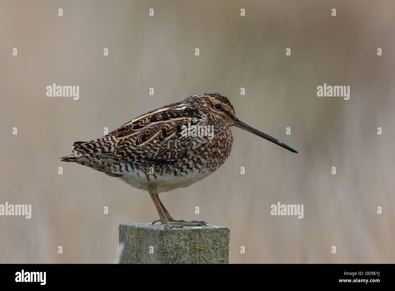 Beccaccino Gallinago gallinago, seduto sul palo da recinzione Foto Stock