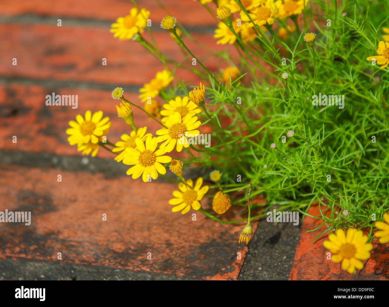 Daisy giallo fiore nel giardino(Rama IX park ,Bangkok ,Thailandia) Foto Stock