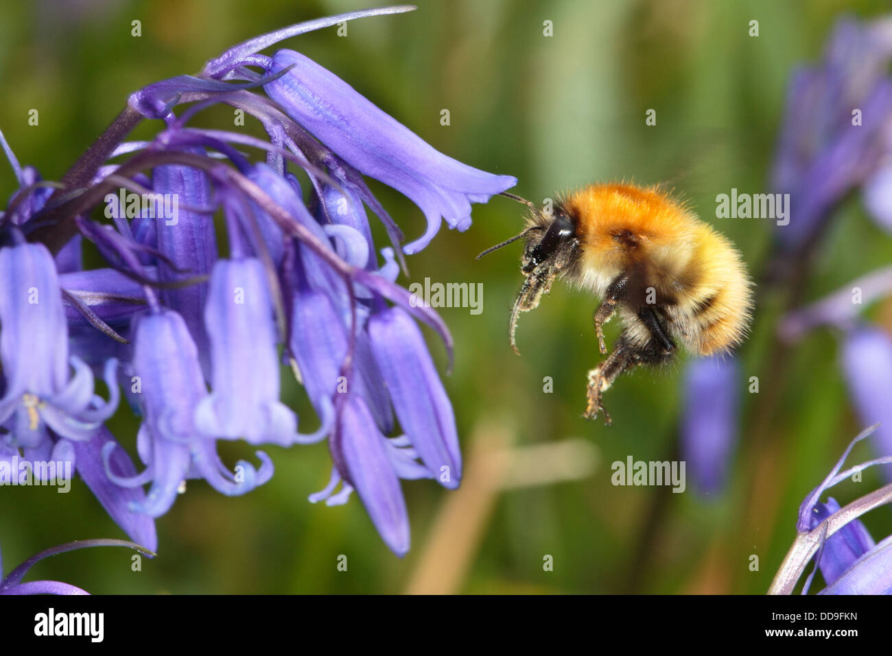 Carda comune Bumblebee, Bombus pascuorum, nectaring su Bluebell, Endemyon nonscriptus Foto Stock