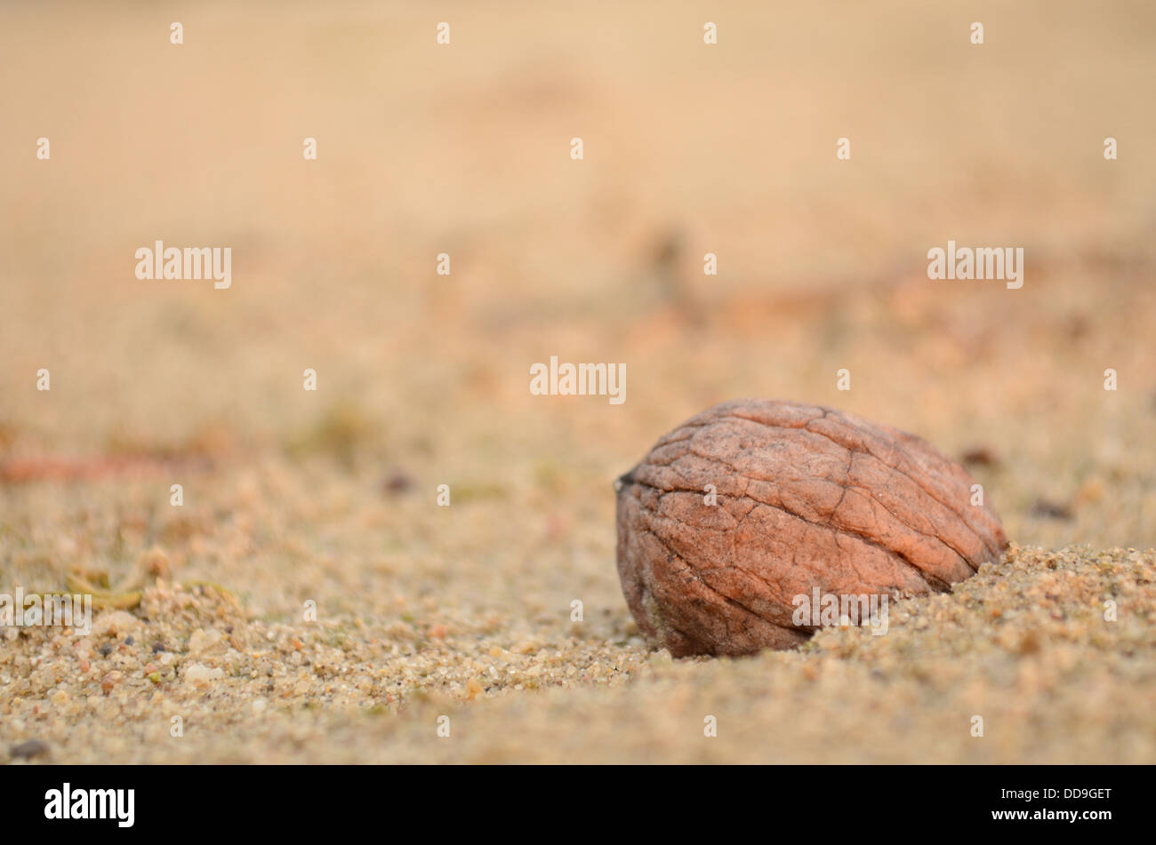 Guscio di noce in sabbia Foto Stock