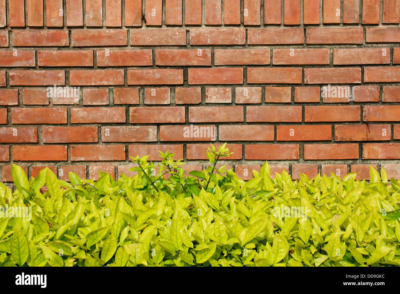 Muro di mattoni e rovo in Rama IX park (Bangkok, Thailandia) Foto Stock