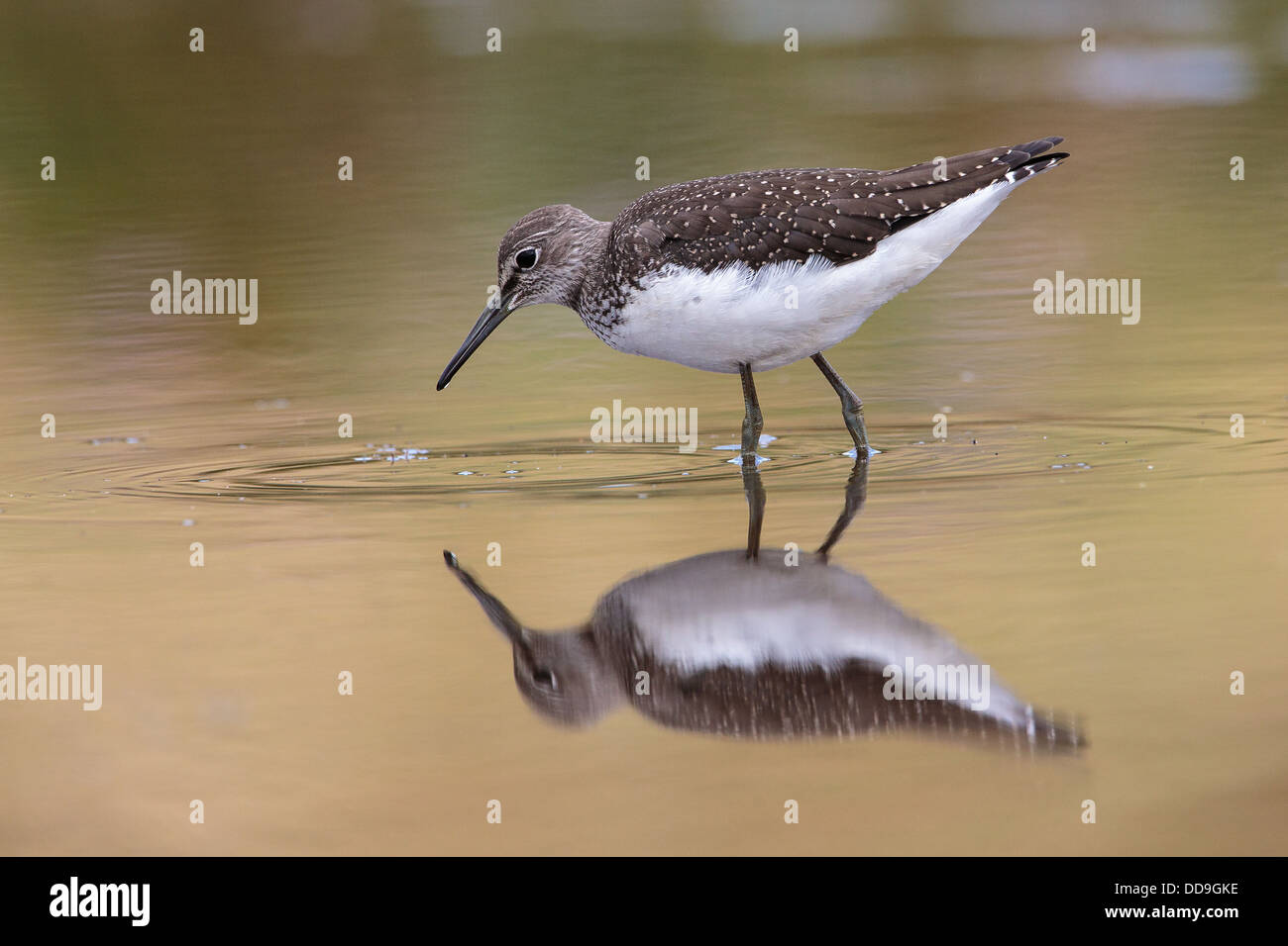 Green Sandpiper Tringa ochropus Foto Stock