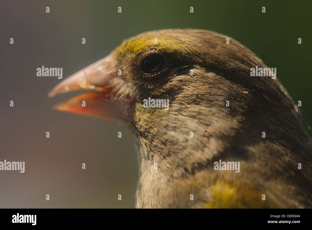 Ritratto di una donna Greenfinch-Carduelis chloris Foto Stock