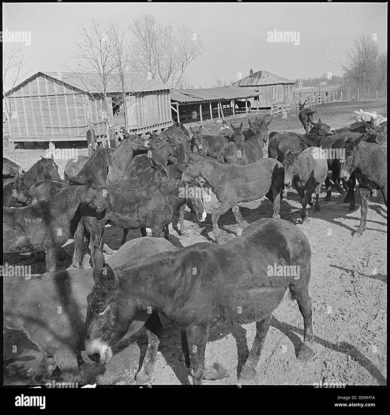 Girolamo Relocation Center, Denson, Arkansas. Quaranta testa di Arkansas muli sono state acquisite dal . . . - - 539351 Foto Stock