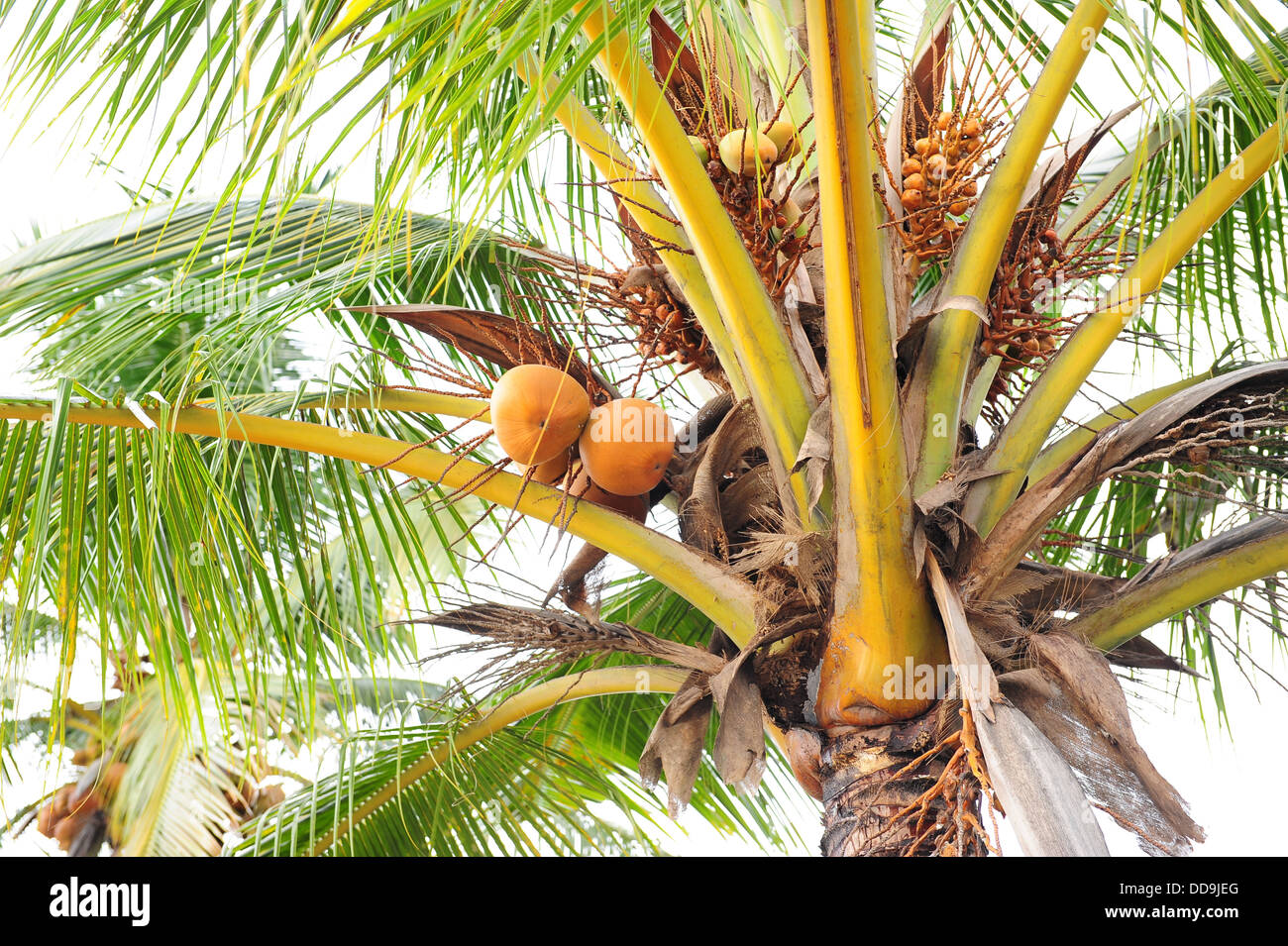 Albero di noci di cocco Foto Stock