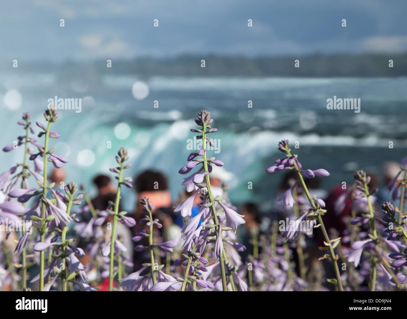 Hosta fiori sulle Cascate del Niagara sfondo Foto Stock