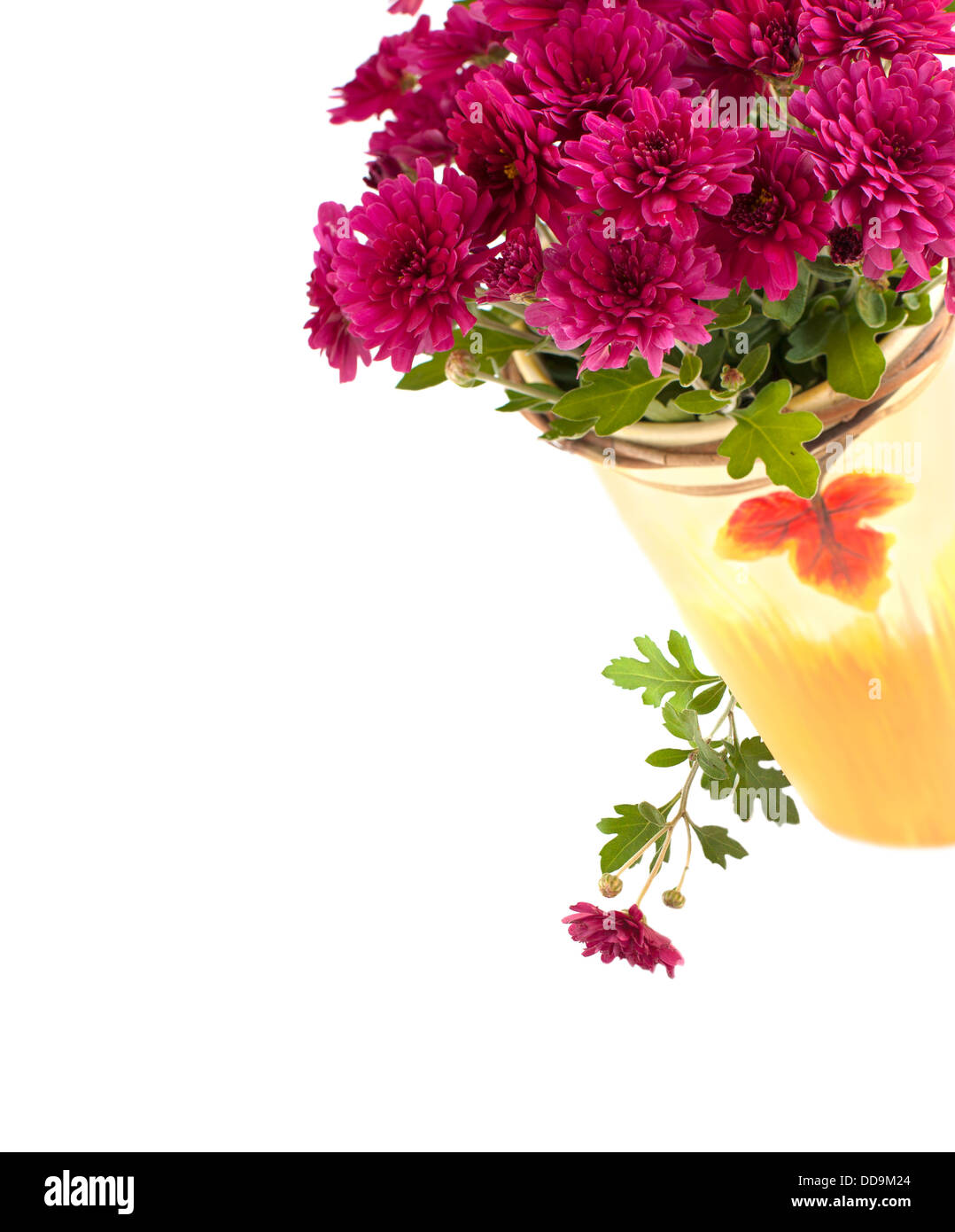 Fiori dell'aster Foto Stock