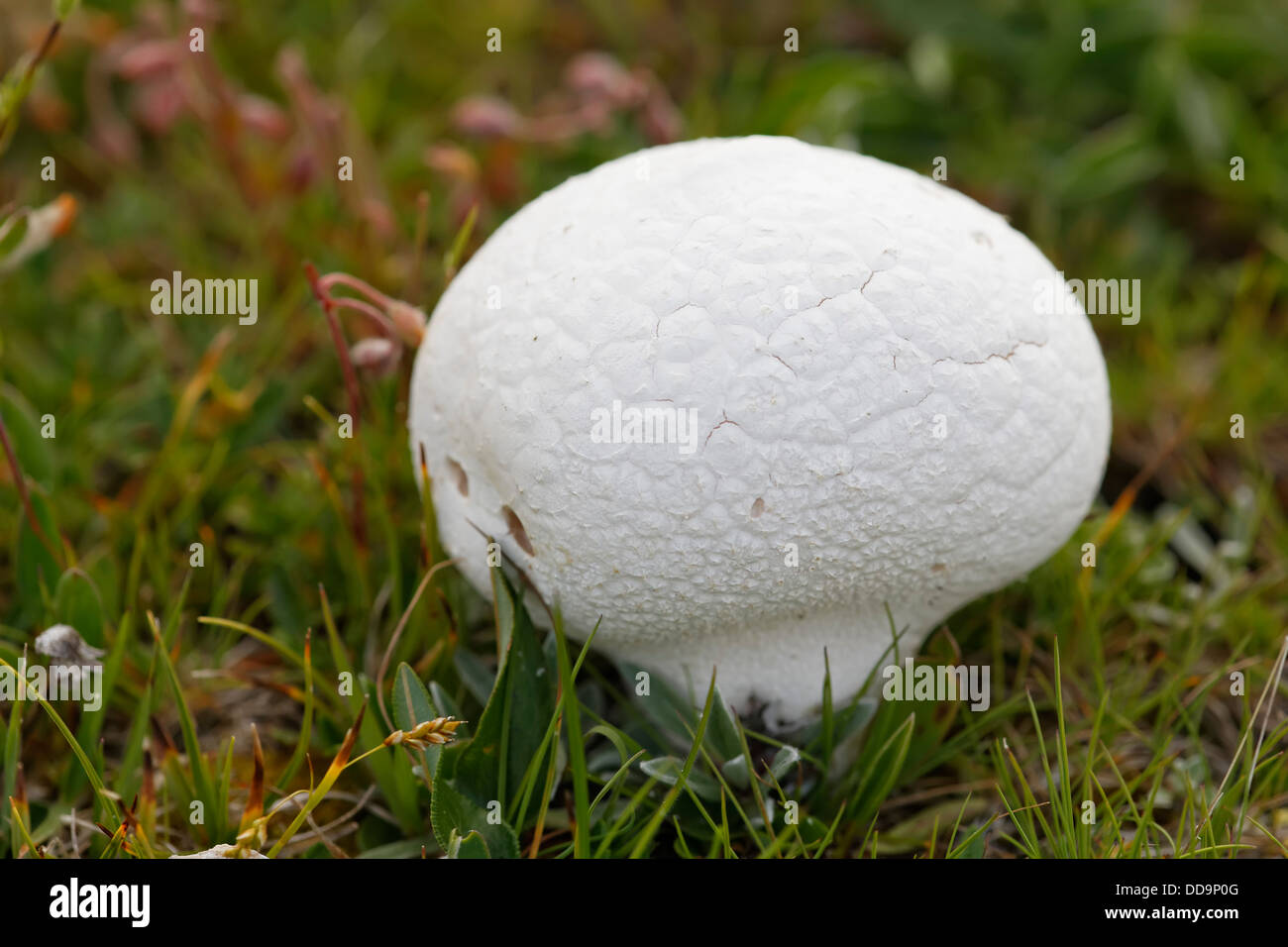 Austria, Terra sfera, close up Foto Stock