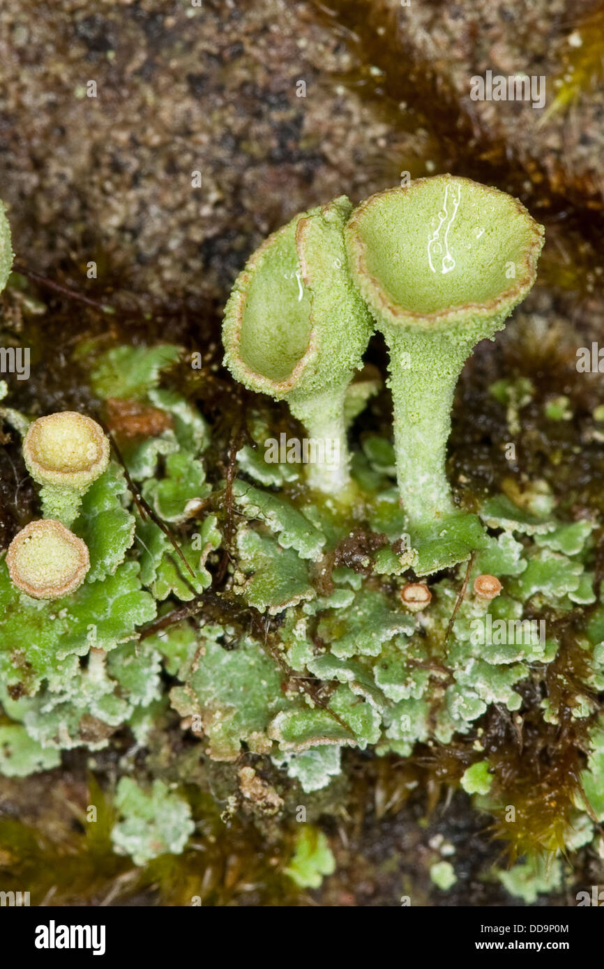 Cup lichen, cup-lichen, becherflechte, trompetenflechte, trompeten-flechte, strauchflechte, cladonia pyxidata Foto Stock