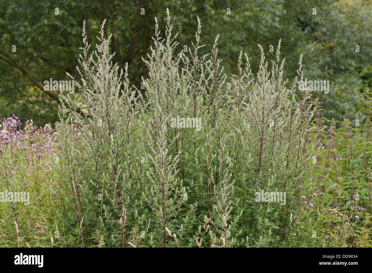 Artemisia, comune assenzio, Gewöhnlicher Beifuß, Beifuss, Artemisia vulgaris Foto Stock