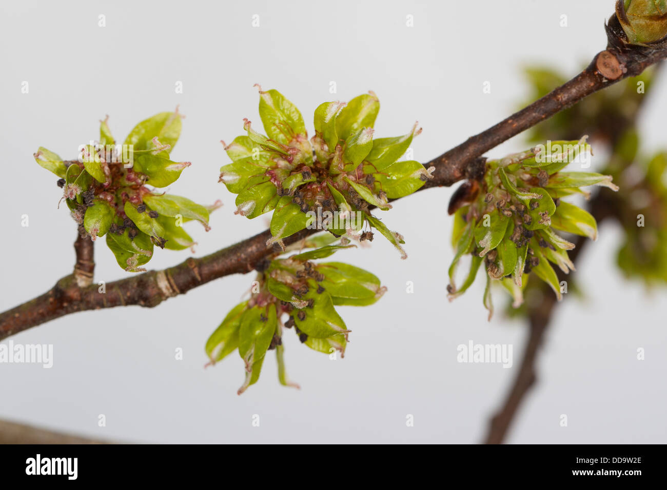 Wych Elm, Scots Elm, Blossoms, Berg-Ulme, Bergulme, Blüten, Ulme, Ulmus glabra, Ulmus scabra, Ulmus montana Foto Stock