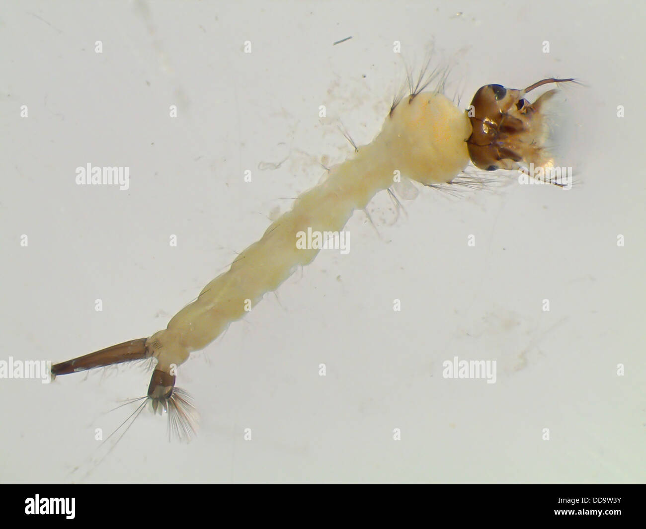 Larva di zanzara sotto un microscopio Foto stock - Alamy