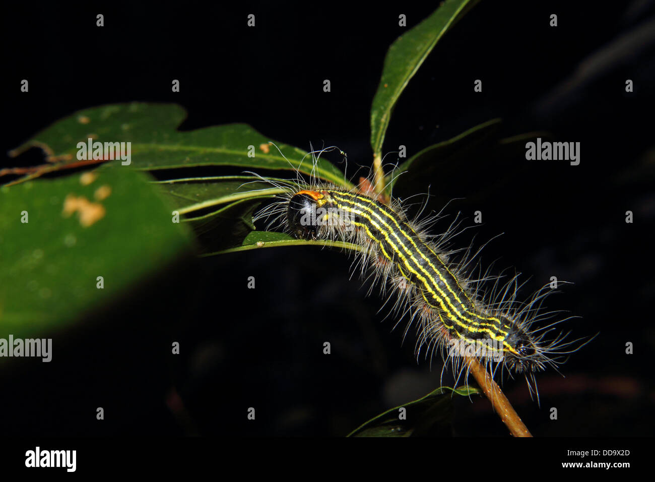 Un colorato Caterpillar si aggrappa ad un ramo mentre si alimenta su una foglia Foto Stock