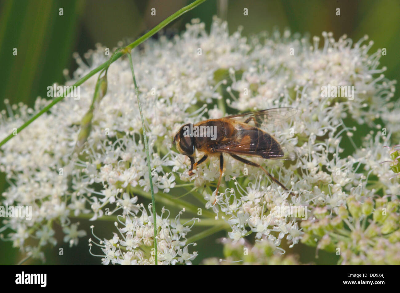 Drone volare sui fiori selvatici Foto Stock