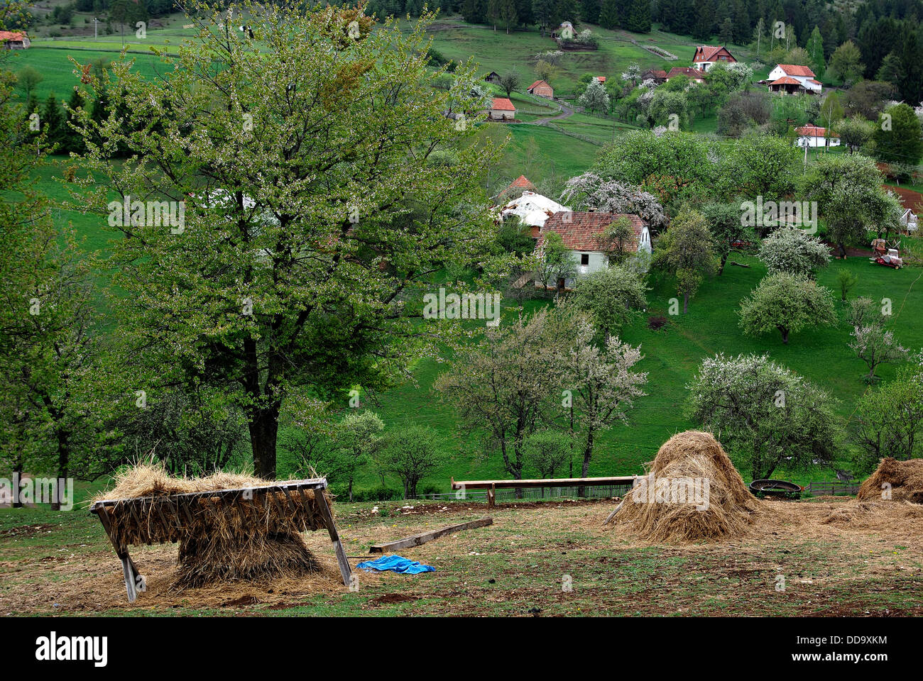 Villaggio di montagna sparsi tra la fioritura di meli. Foto Stock