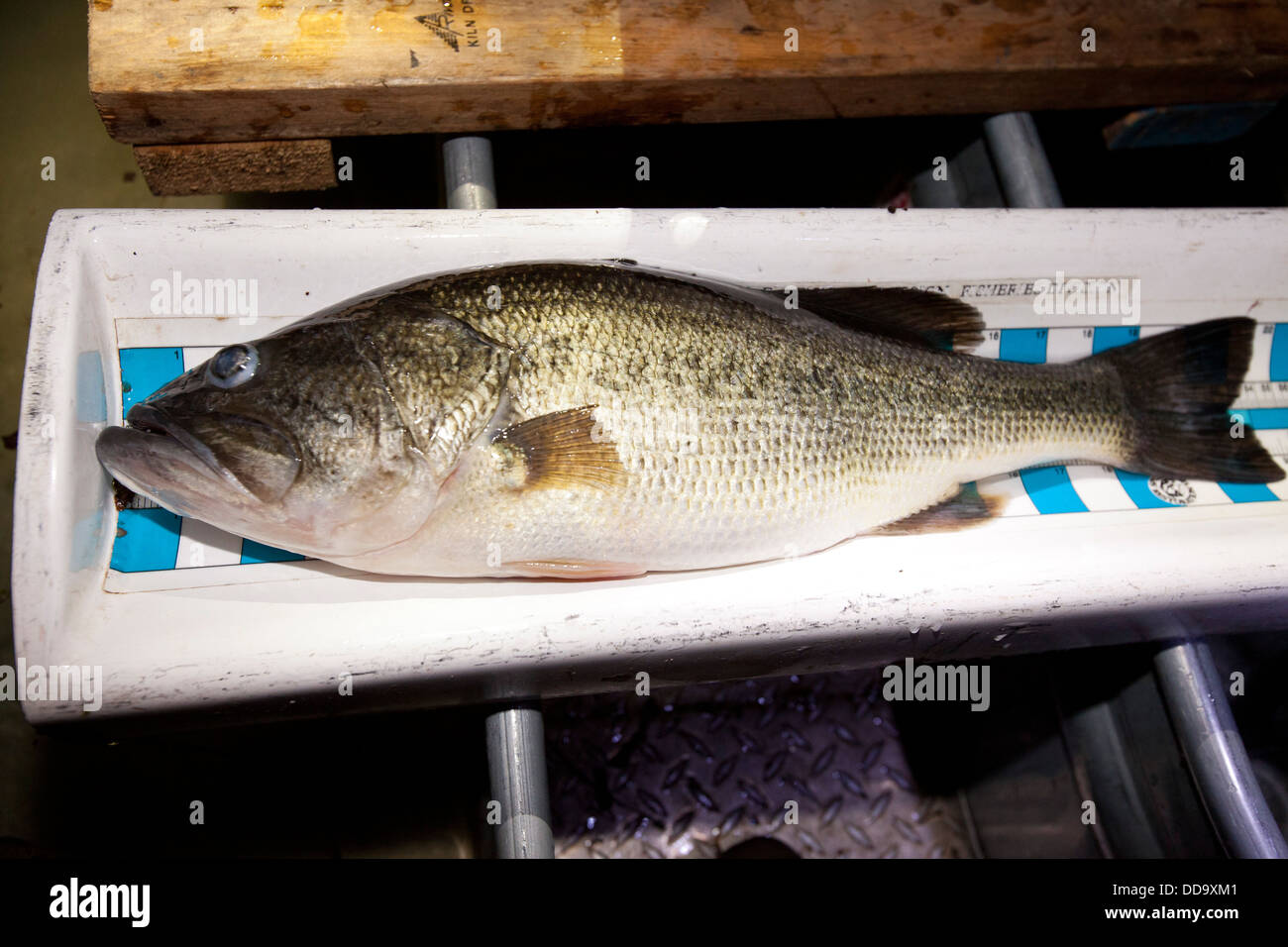 Un LARGEMOUTH BASS, micropterus salmoides, giace su una scala di pesce durante un lago ecologia conteggio di pesce in Arkansas. Foto Stock