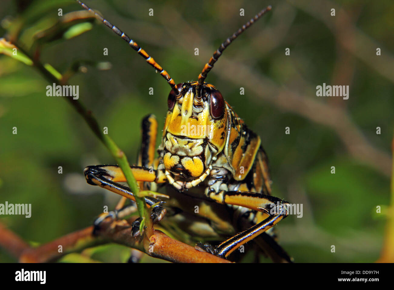 Vista ravvicinata di am est gomma grasshopper Foto Stock