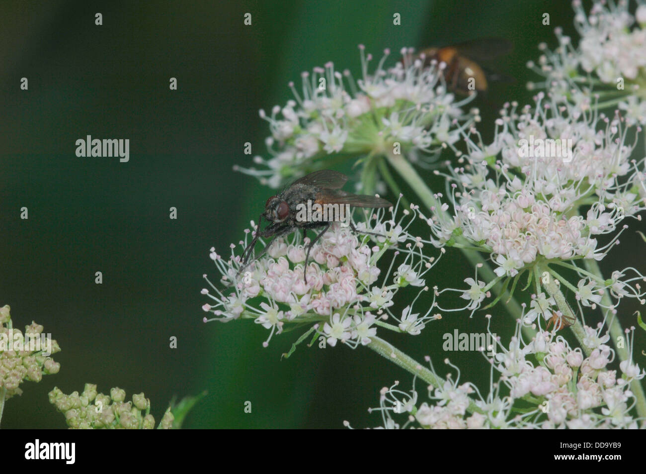 Minor casa-fly (fannia canicluris) Foto Stock