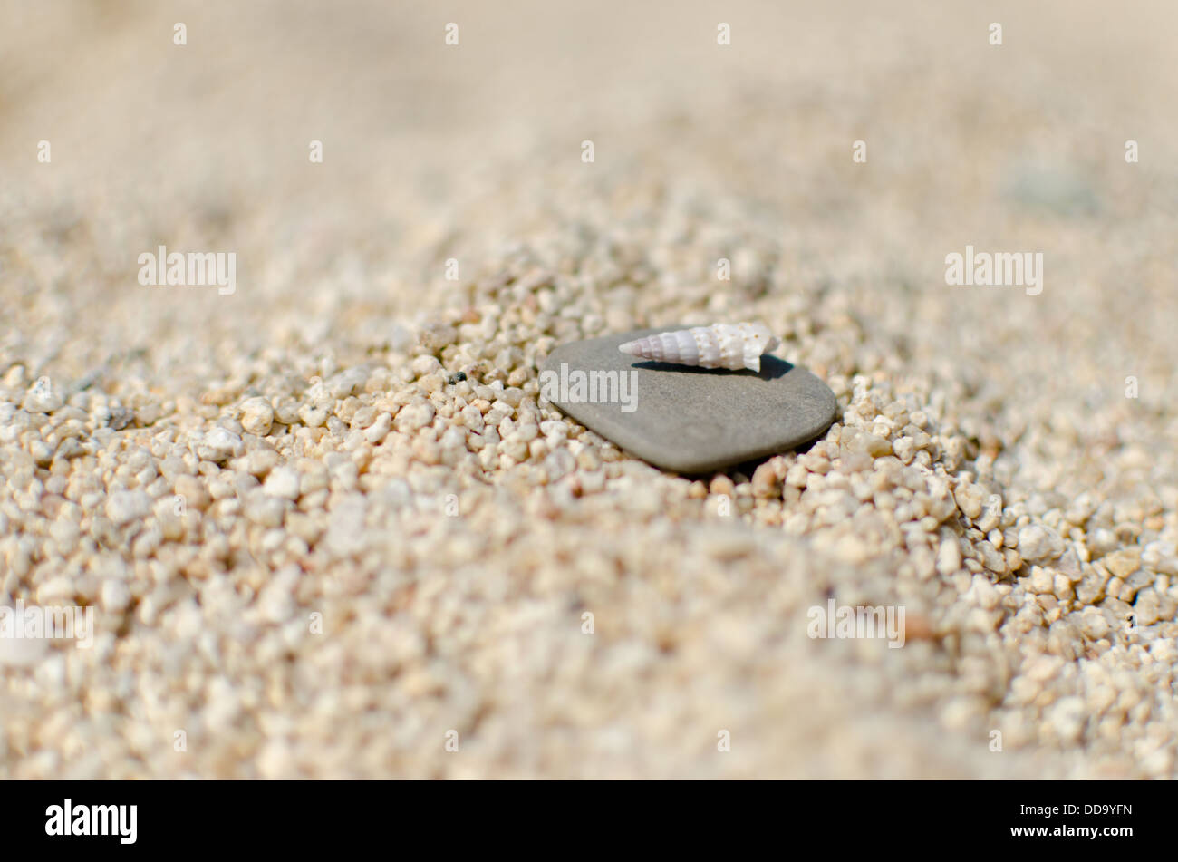 Shell sul rock in spiaggia di sabbia Foto Stock