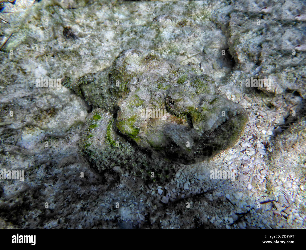 Mimetizzati di pesce cernia. Bora Bora. Polinesia francese. Foto Stock