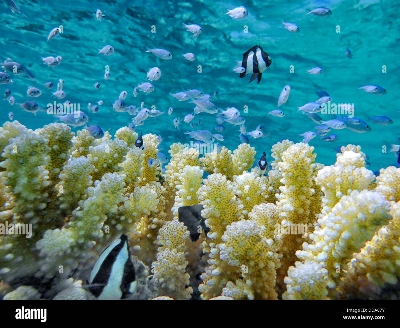 Pesci tropicali e barriera corallina. Bora Bora. Polinesia francese Foto Stock