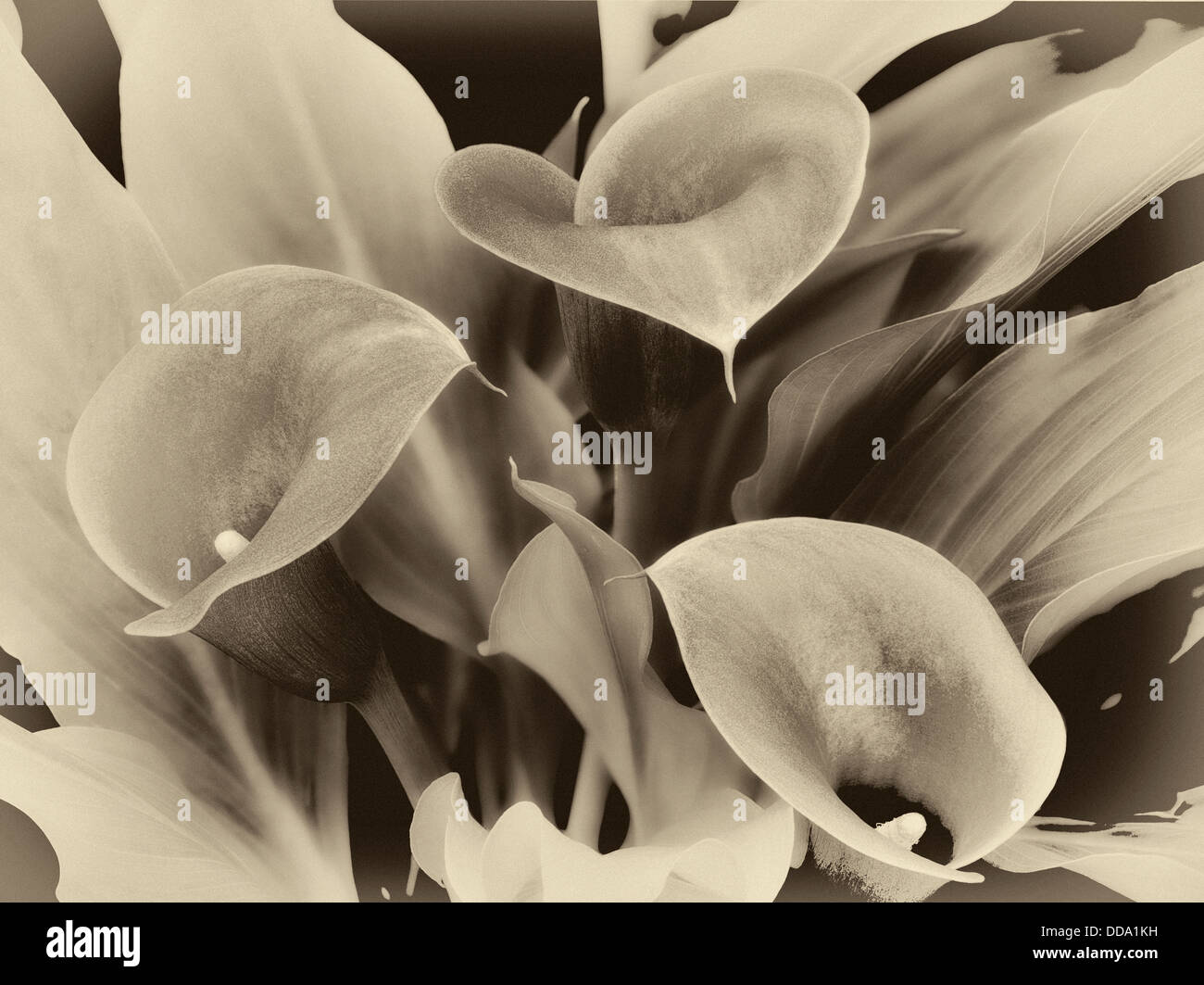 Close up Calla Lily. Oregon Foto Stock