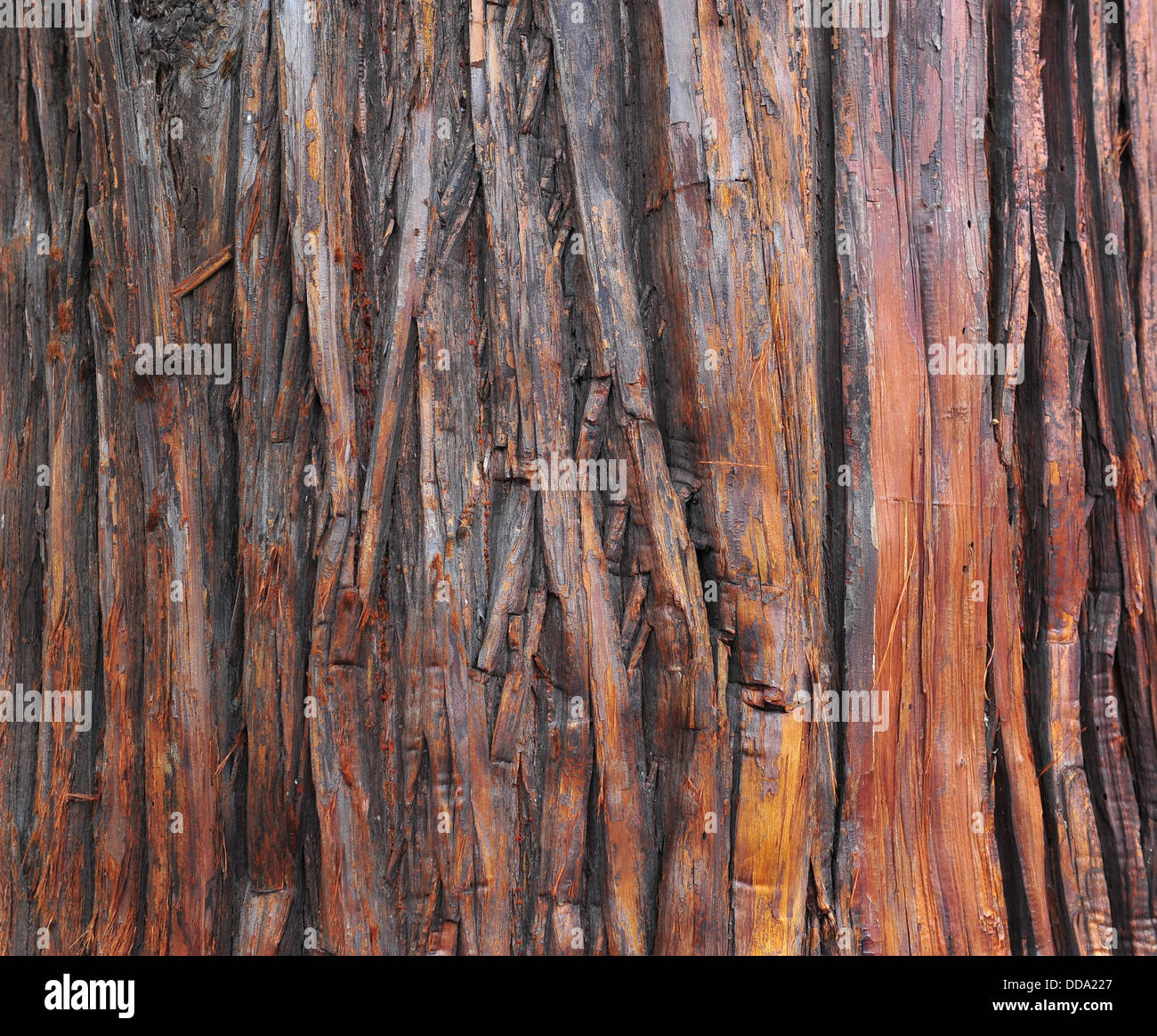 Struttura della corteccia Foto Stock