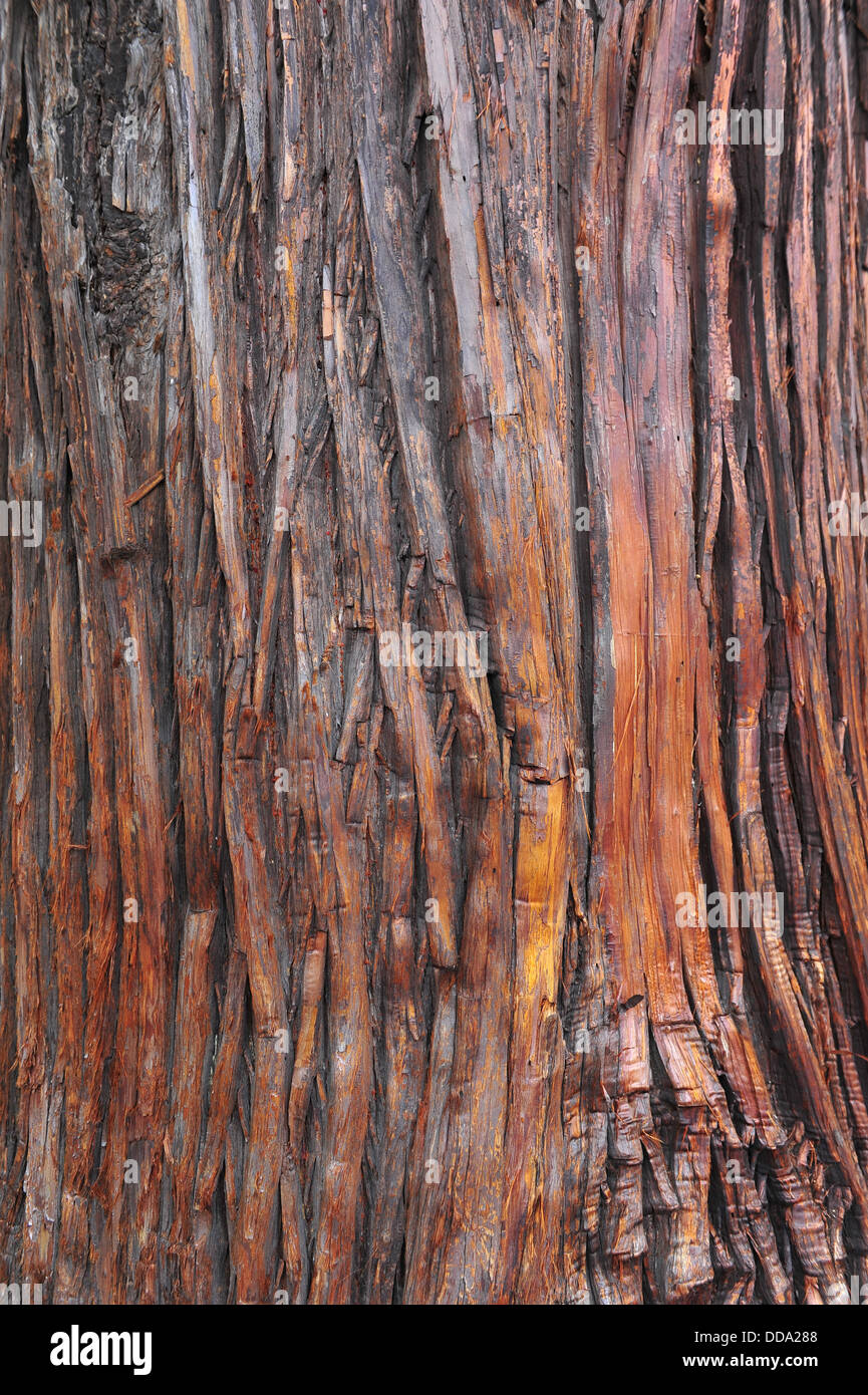 Struttura della corteccia Foto Stock