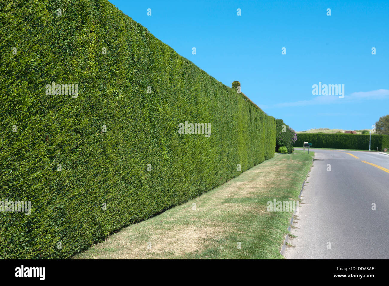 Alte siepi di ligustro GIN LANE SOUTHAMPTON LONG ISLAND NEW YORK STATI UNITI D'AMERICA Foto Stock