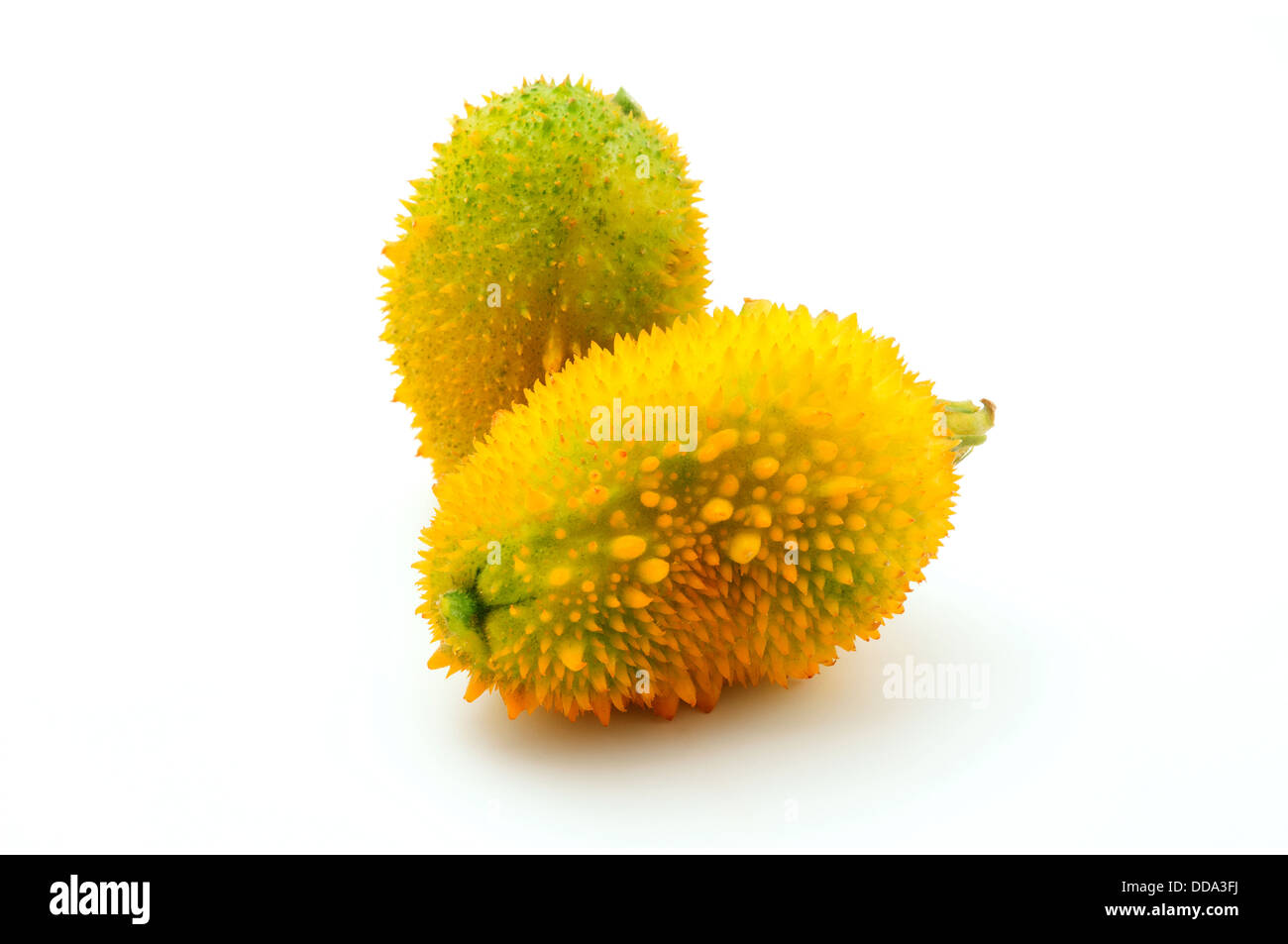Gourd spinoso su sfondo bianco Foto Stock