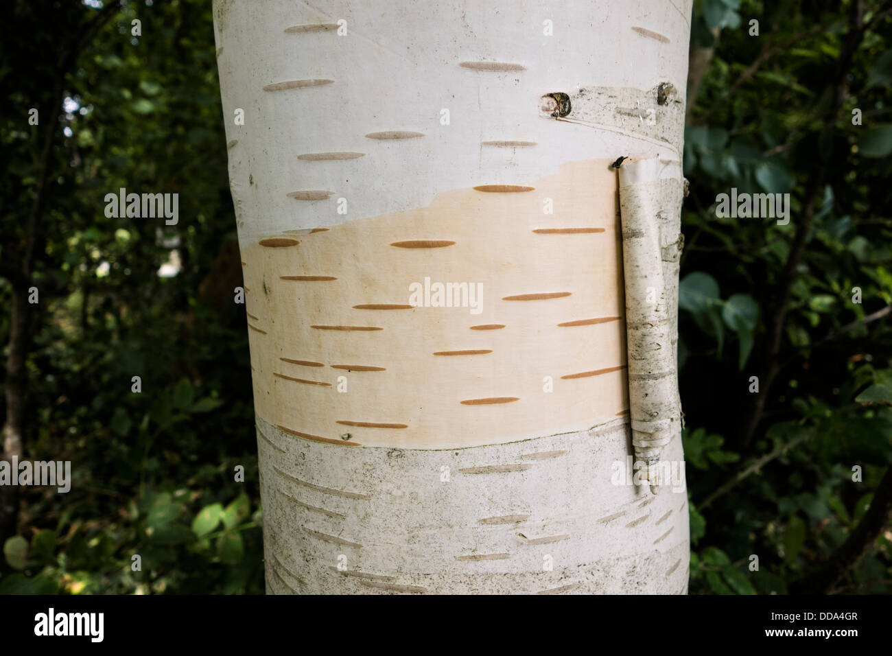 Un argento betulla tronco con corteccia Foto Stock