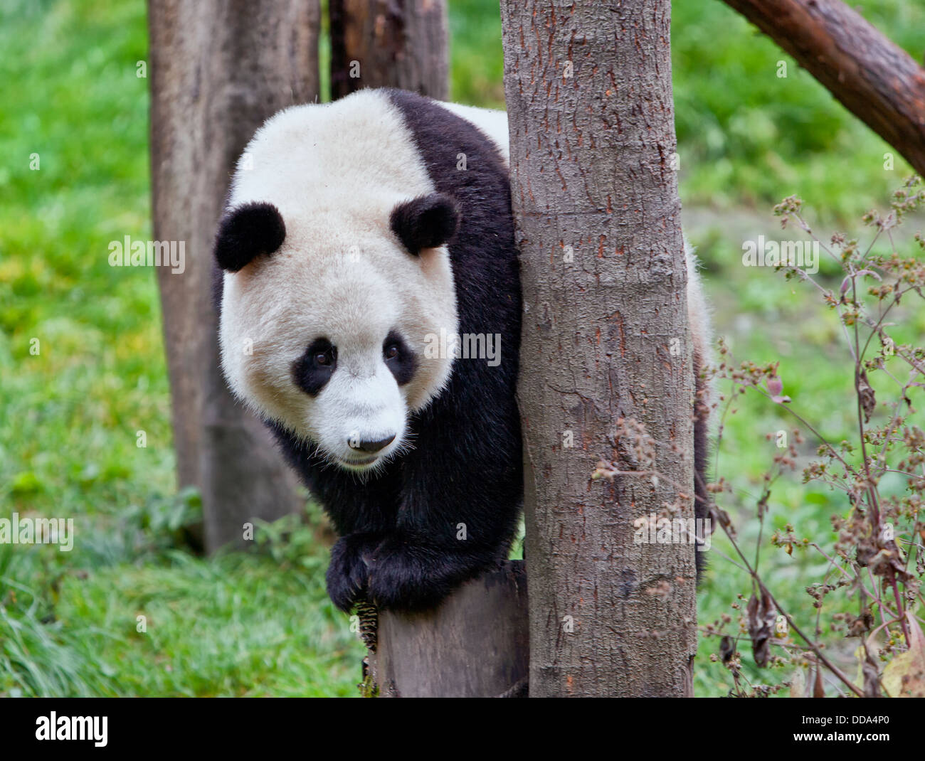 Panda gigante appollaiato sulla struttura ad albero. Foto Stock