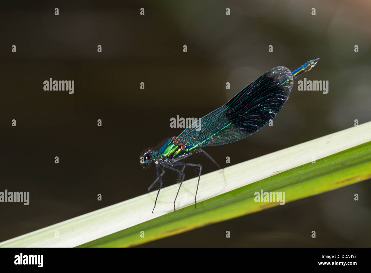 Maschio fanciulla nastrati su un gambo reed. Foto Stock