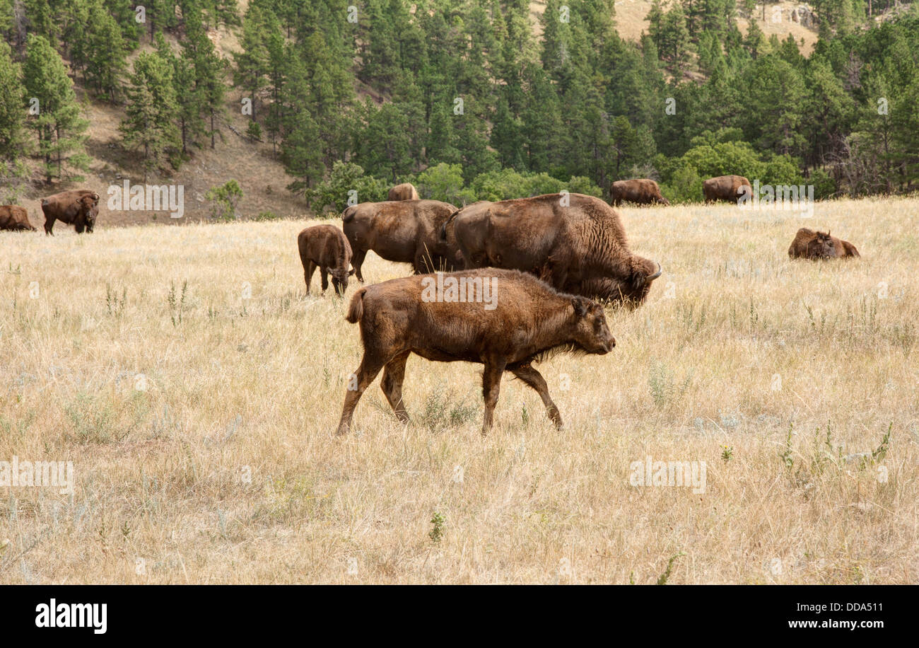 Questi Bison sono godendo di ettari di pascolo a Custer State Park in DSouth Dakota. Foto Stock