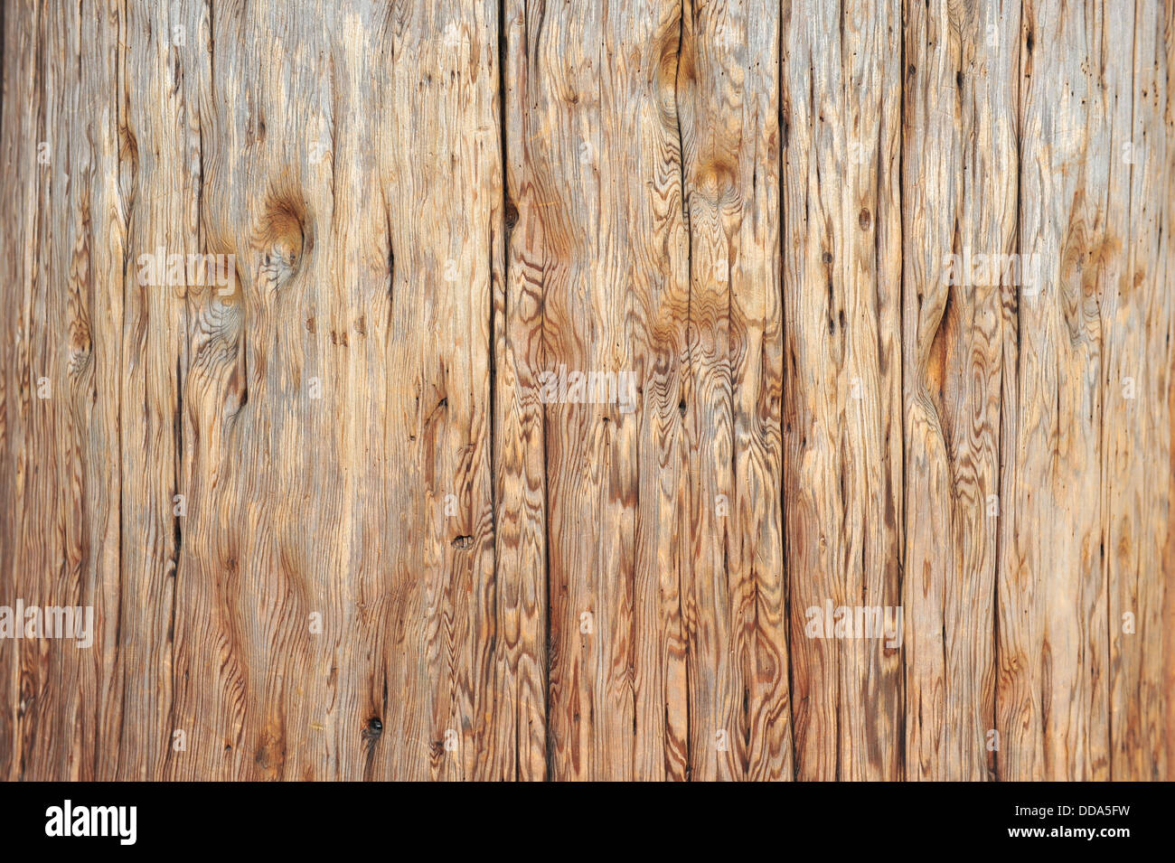 Struttura dell'albero Foto Stock