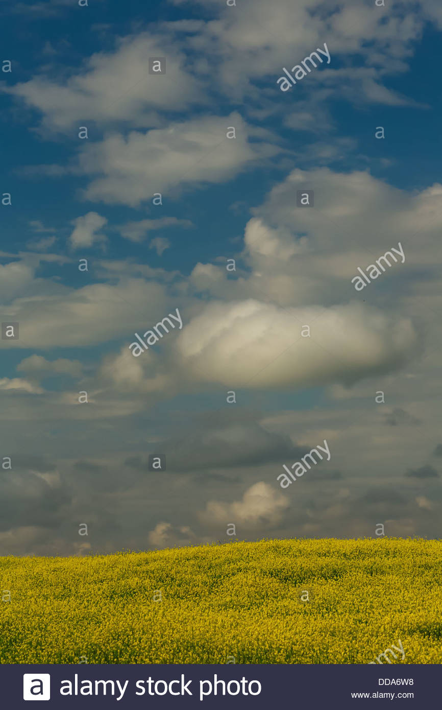 Una fioritura di Canola coltura di semi oleosi nella campagna toscana Foto Stock