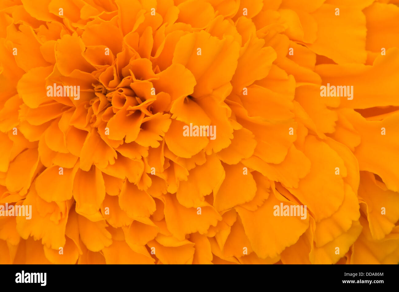 Orange tagetes patula petali sfondo texture Foto Stock