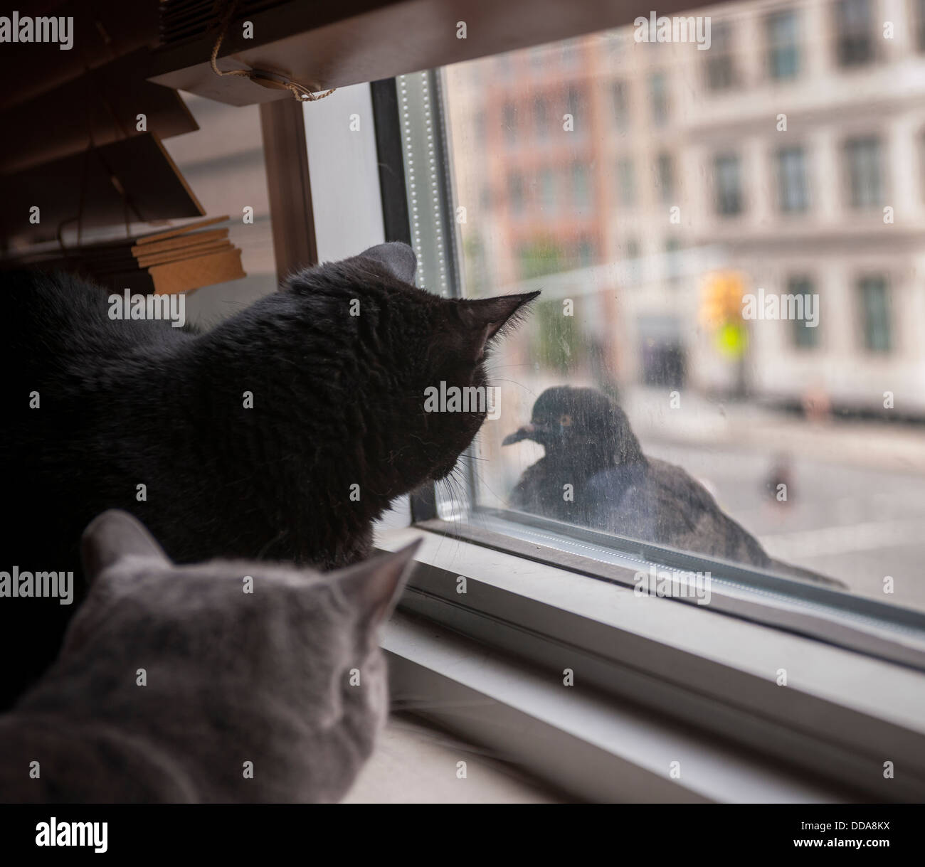 Due interni per capelli corti gatti guardano fuori una finestra longingly a un piccione appollaiato sul davanzale Foto Stock