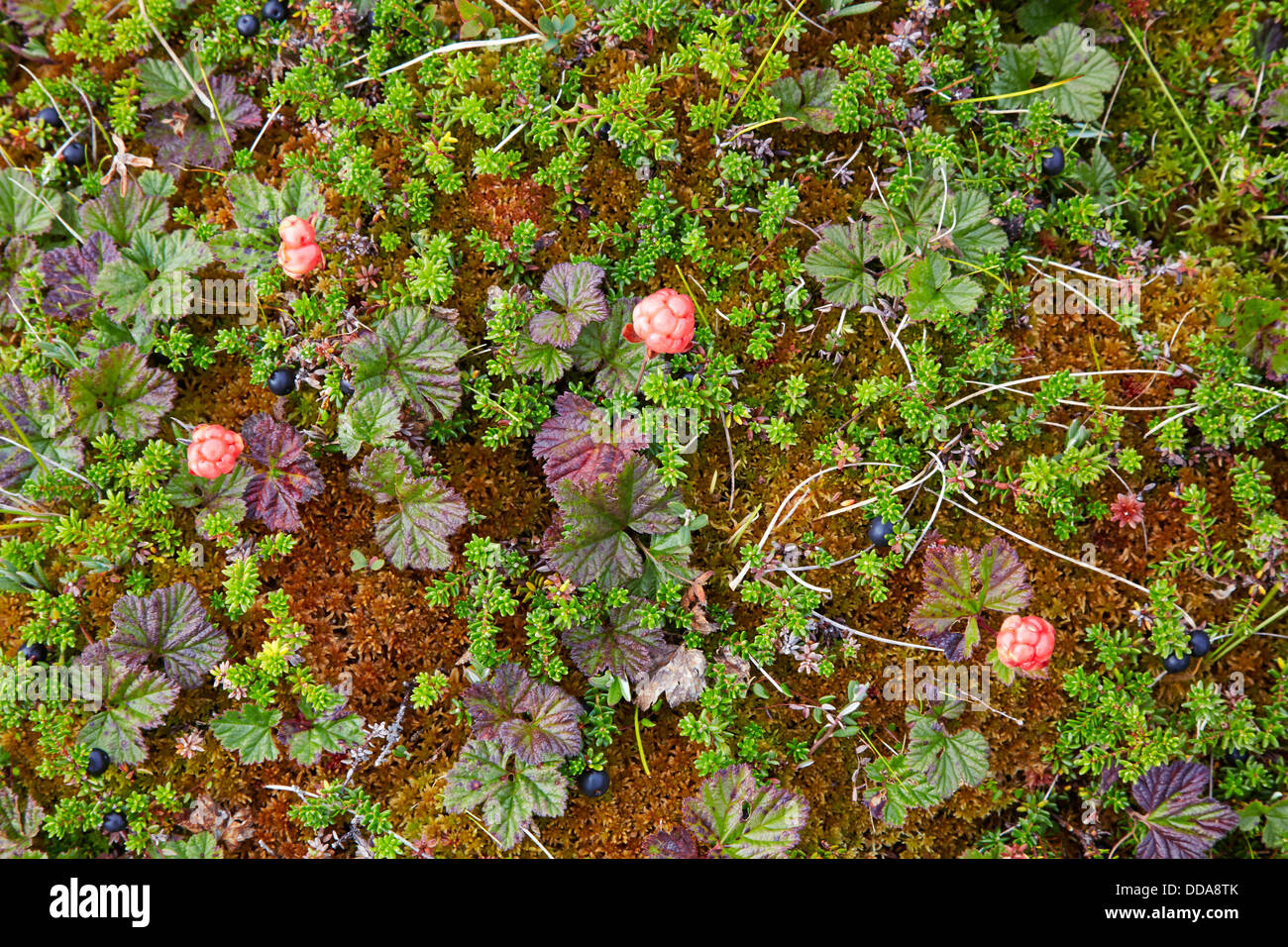 Cloudberry Rubus chamaemorus crescendo in alta torbiere montane a 100m in Jotunheimen Norvegia Foto Stock