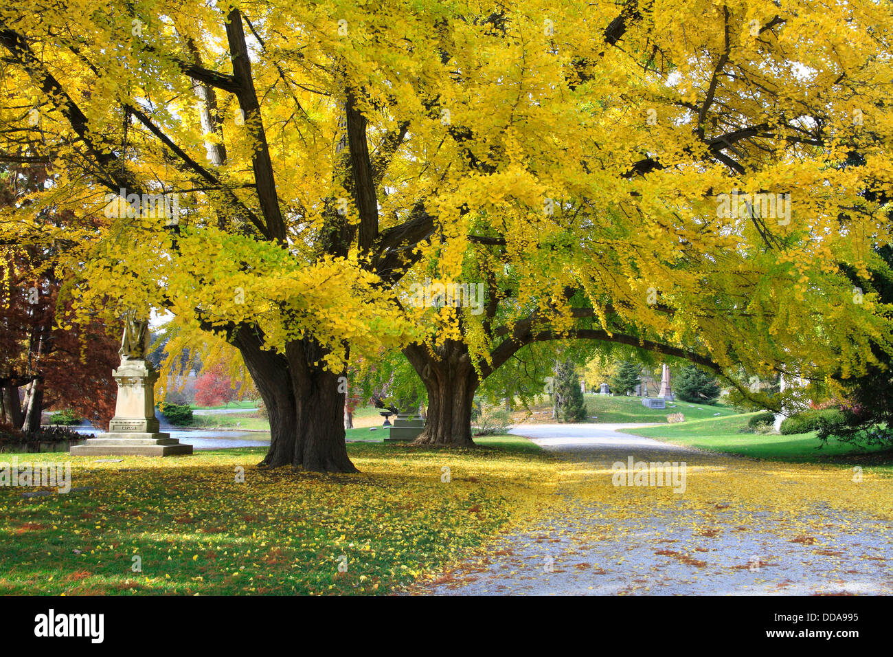 Due grandi alberi colorati con filiali a strapiombo di una tranquilla Cemetery & Arboretum strada In autunno, Southwestern Ohio, Stati Uniti d'America Foto Stock