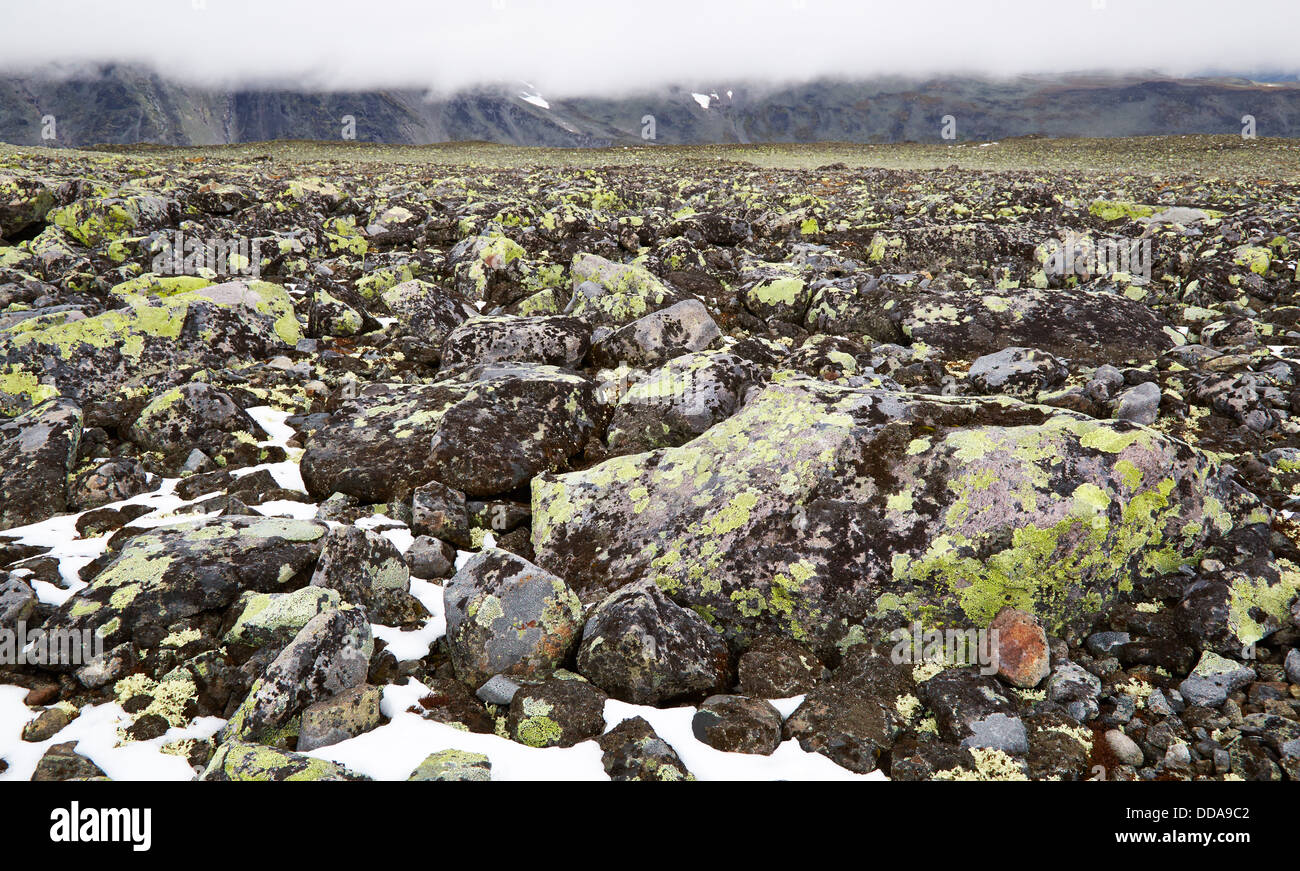 Rocky tundra paesaggio plateau appena al di sotto del cloud strato con neve e mappa i licheni Rhizocarpon geographicum Jotunheimen Norvegia Foto Stock