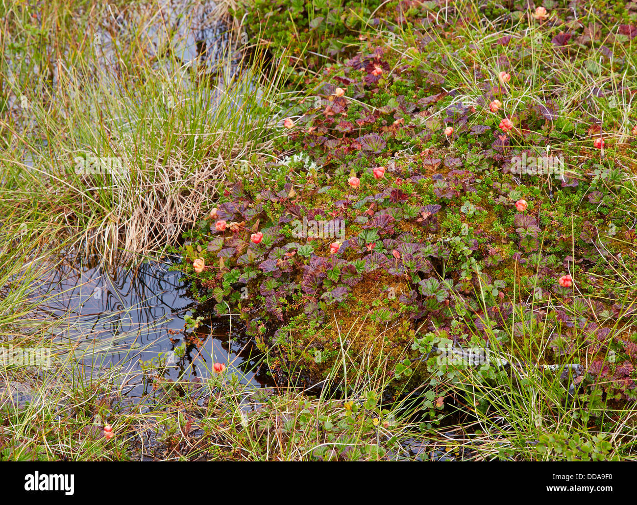 Cloudberry Rubus chamaemorus crescendo in alto montane bog a 100m in Jotunheimen Norvegia Foto Stock