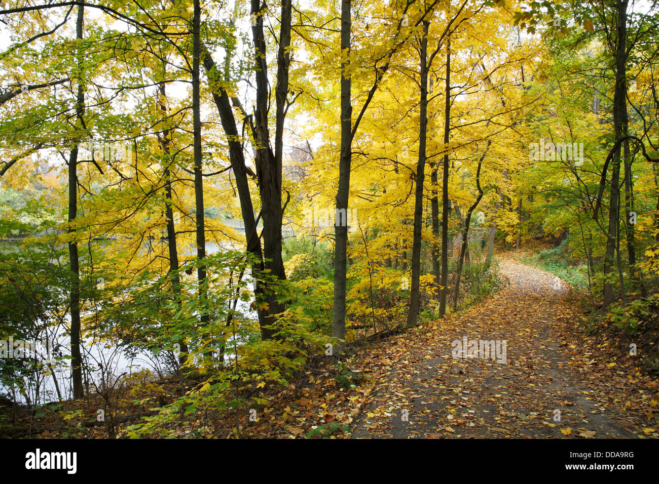 Un ombreggiato percorso a piedi accanto a un lago in autunno al parco dei Boschi di Sharon, Southwestern Ohio, Stati Uniti d'America Foto Stock