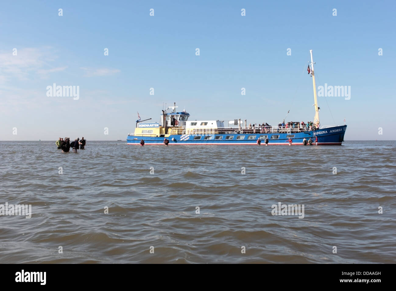 Persone scendere dalla barca e camminare attraverso l'acqua verso l'isola di Wadden Griend, Paesi Bassi Foto Stock