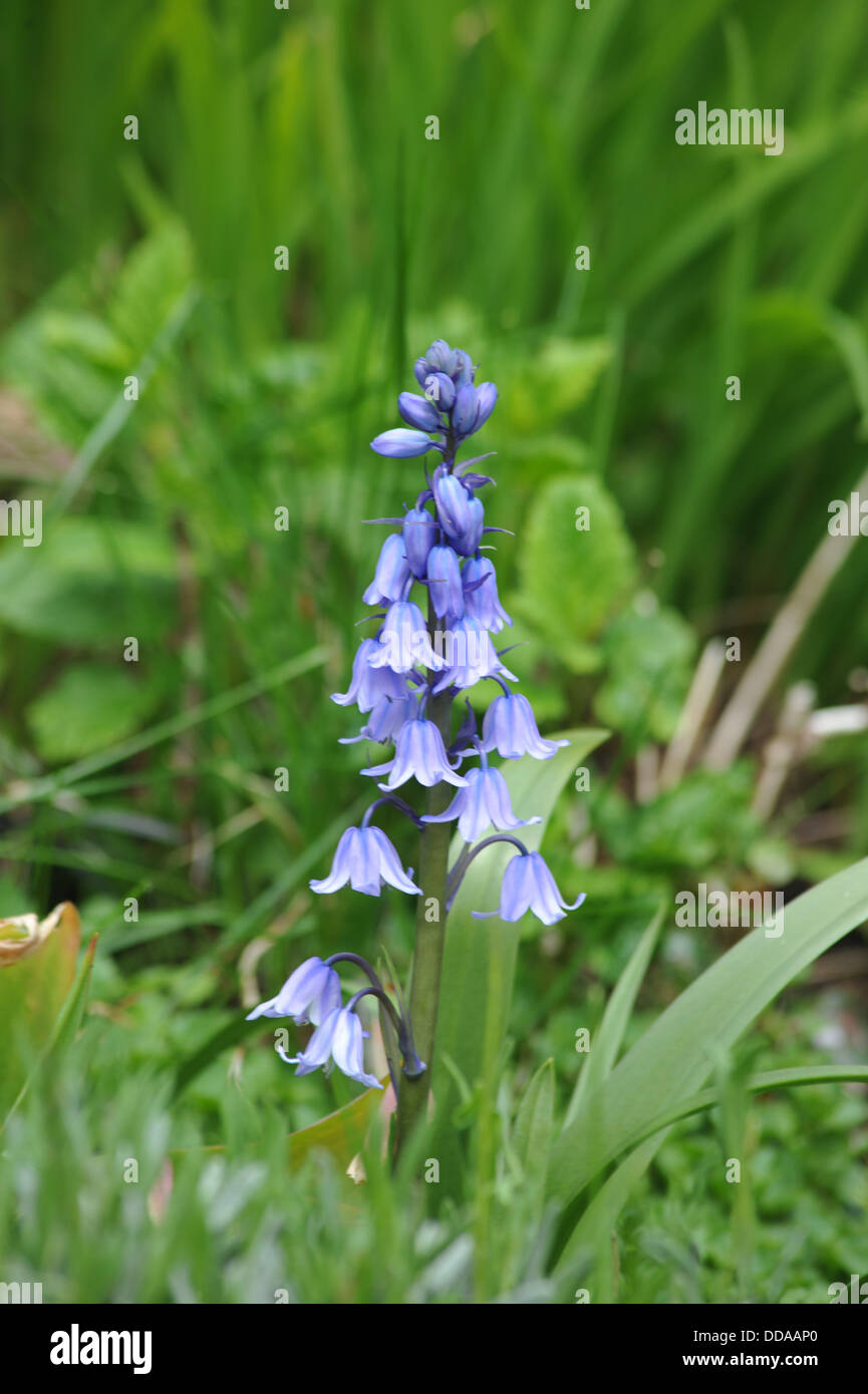 Bluebells in fiori, Foto Stock