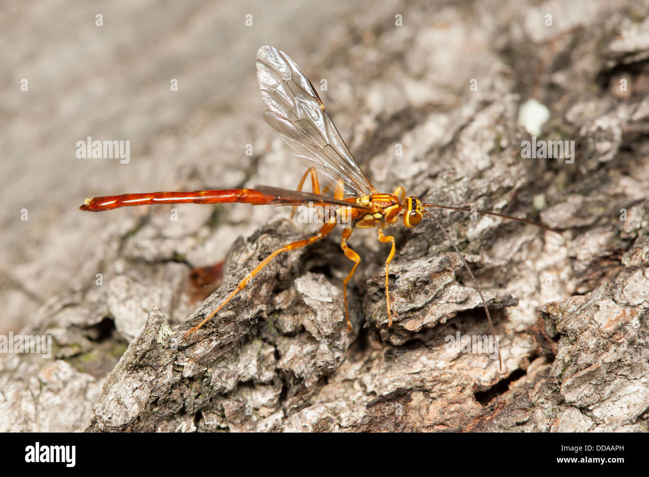 Un gigante maschile Ichneumon (Megarhyssa greenei) wasp cerca per le  femmine lo sviluppo all'interno di un log su larve di Pigeon Horntail Foto  stock - Alamy